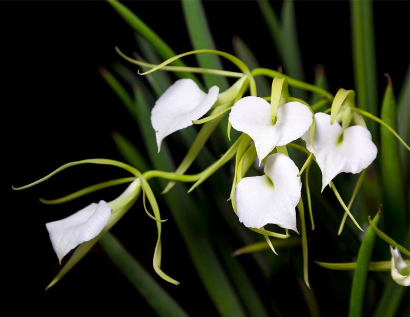 Indoor Garden