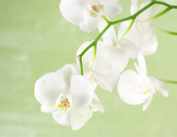 Orchid visual data 8