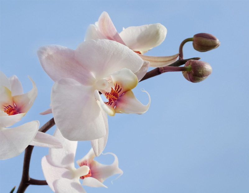 Orchid Care