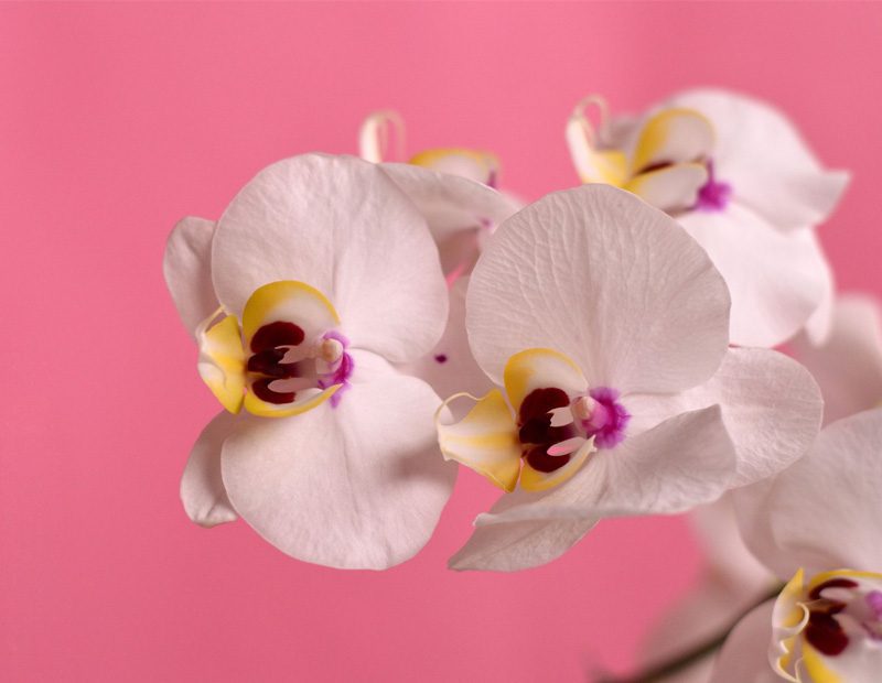 Orchid Care