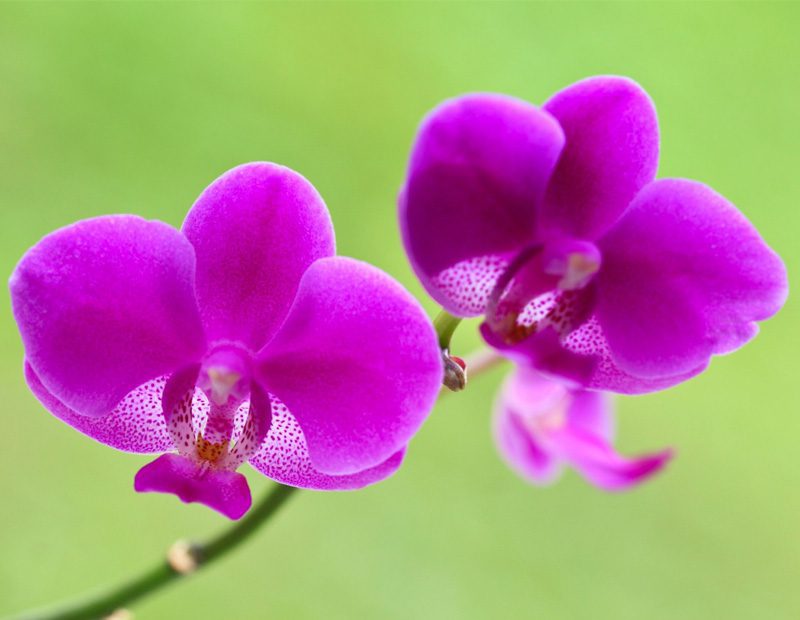 Orchid Care