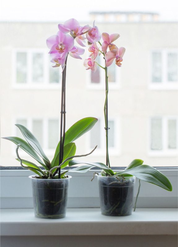 Orchid Pot