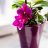 Top Orchid Instagram Accounts
