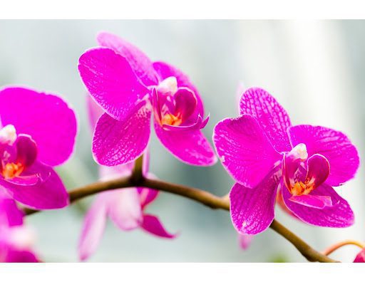 Orchids in the Wild: 6 Little-Known Facts About Your Favorite Wildflowers