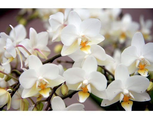 Orchids in the Wild: 6 Little-Known Facts About Your Favorite Wildflowers