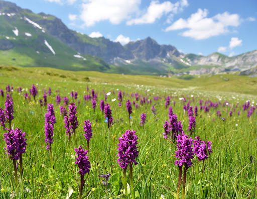 Orchids in the Wild: 6 Little-Known Facts About Your Favorite Wildflowers