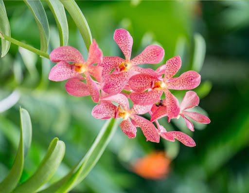 The Orchid Flower: A History of Meaning Across 6 Cultures