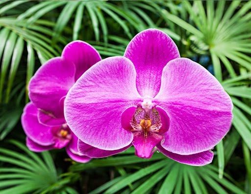 The Orchid Flower: A History of Meaning Across 6 Cultures