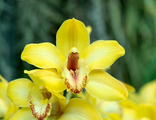 The Orchid Flower: A History of Meaning Across 6 Cultures