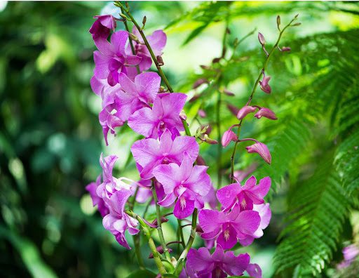 The Orchid Flower: A History of Meaning Across 6 Cultures