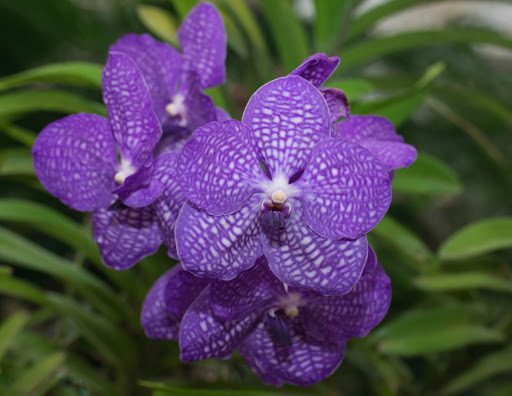 The Orchid Flower: A History of Meaning Across 6 Cultures