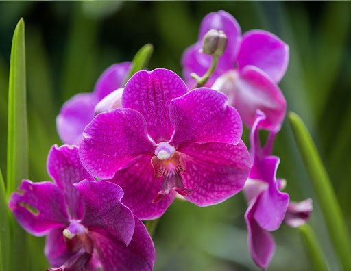 The Orchid Flower: A History of Meaning Across 6 Cultures