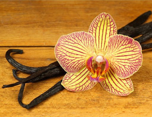 Everything You Need to Know About Growing a Vanilla Orchid