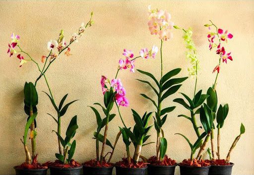 Orchids Reproduce