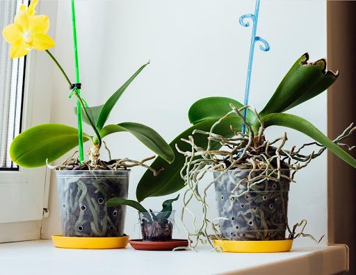 Why Do Orchid Leaves Turn Yellow? 4 Reasons and How to Fix Them