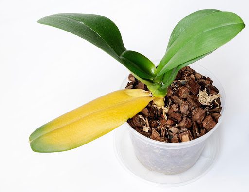 Why Do Orchid Leaves Turn Yellow? 4 Reasons and How to Fix Them