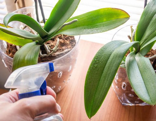 Why Do Orchid Leaves Turn Yellow? 4 Reasons and How to Fix Them