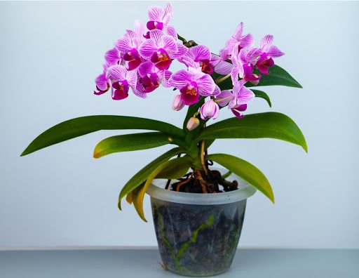 Orchid Watering: Things to Consider Before You Get Started 
