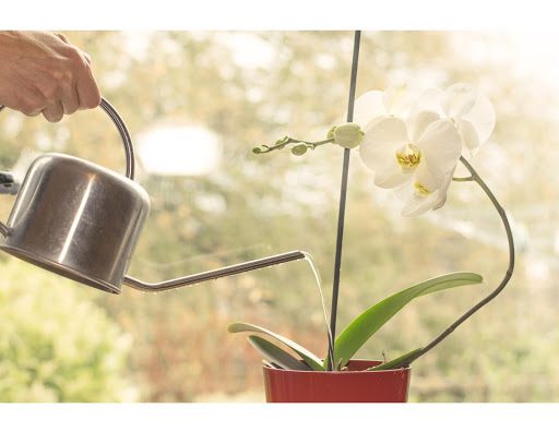 Orchid Watering: Common Mistakes and Best Practices for Watering Your Orchid