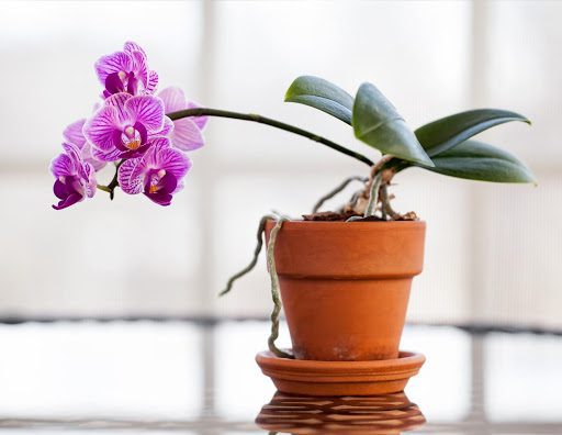 Common Orchid Watering Mistakes