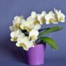 Orchid Fertilizer: Master Orchid Feeding With These 4 Must-Know Tips