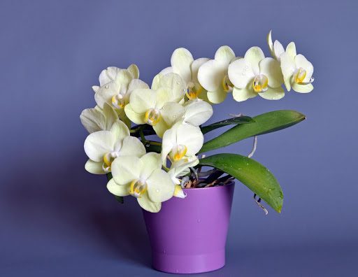Orchid Fertilizer: Master Orchid Feeding With These 4 Must-Know Tips