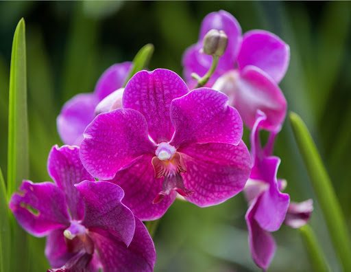 Orchid Fertilizer: Master Orchid Feeding With These 4 Must-Know Tips