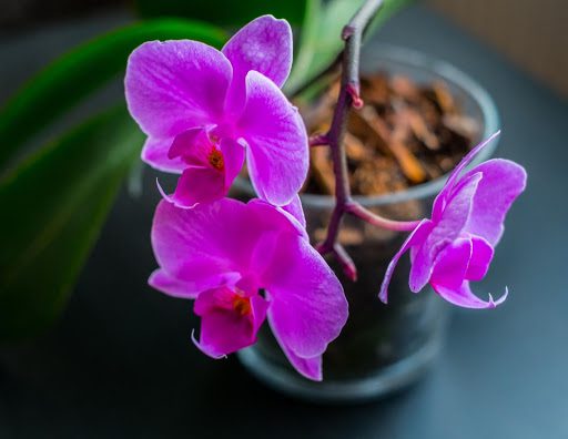 Orchid Fertilizer: Master Orchid Feeding With These 4 Must-Know Tips