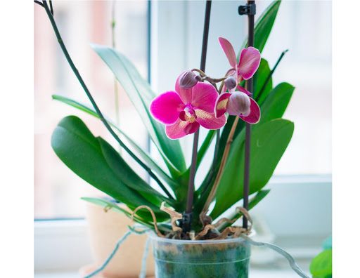 How Orchids Reproduce: A Guide to Propagating Your Orchid Plant