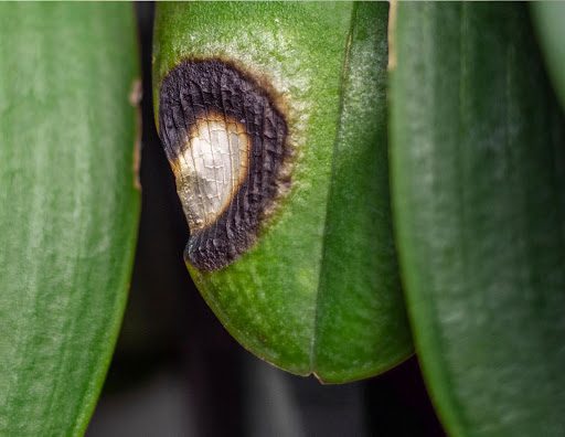 Is My Orchid Sick? 7 Signs Something’s Wrong