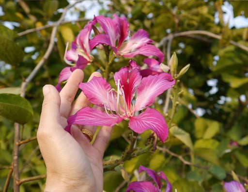 4 Tips for Growing a Hearty Orchid Tree