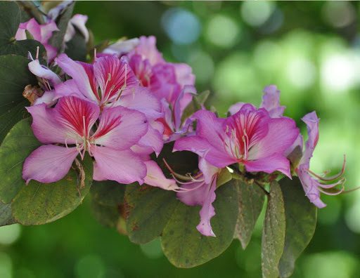 4 Tips for Growing a Hearty Orchid Tree