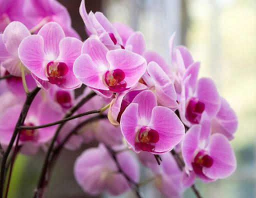 7 Tips to Keep Your Orchid Garden Thriving