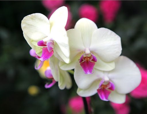 7 Tips to Keep Your Orchid Garden Thriving