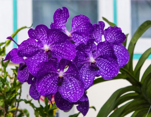7 Tips to Keep Your Orchid Garden Thriving