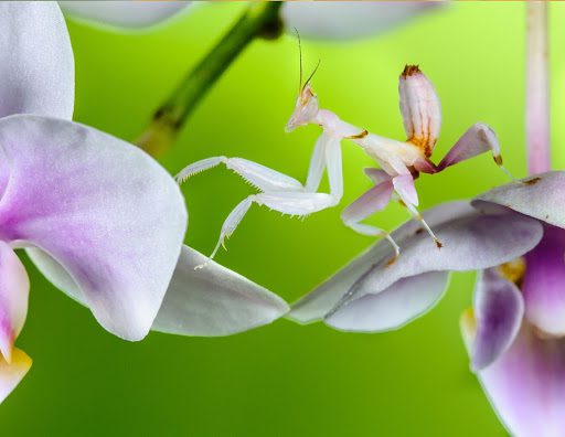 The Orchid Mantis: Your Top 9 Questions Answered About This One-of-a-Kind Insect