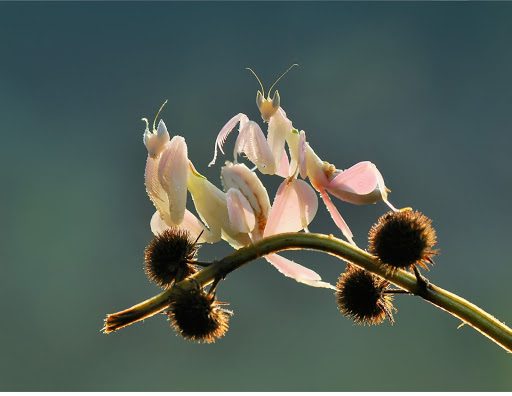 The Orchid Mantis: Your Top 9 Questions Answered About This One-of-a-Kind Insect