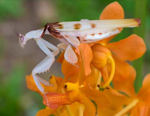 The Orchid Mantis: Your Top 9 Questions Answered About This One-of-a-Kind Insect