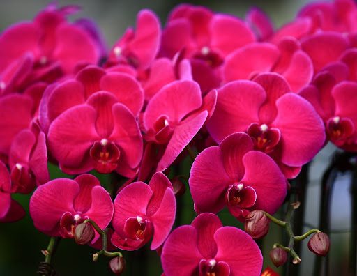 What Does Your Orchid Mean to You? A Guide to Orchid Meaning and Symbolism