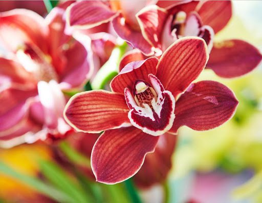 What Does Your Orchid Mean to You? A Guide to Orchid Meaning and Symbolism