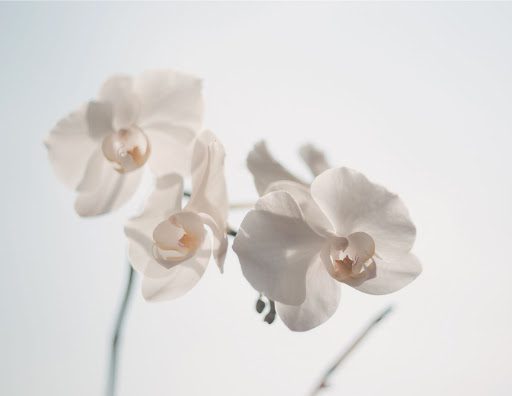 What Does Your Orchid Mean to You? A Guide to Orchid Meaning and Symbolism