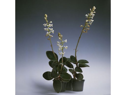 The Ultimate Guide to the Jewel Orchid