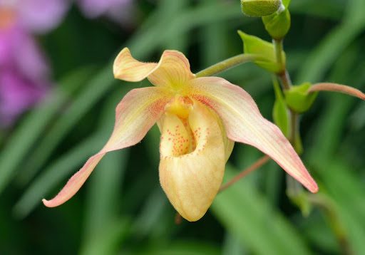 The Ultimate Guide to Lady Slipper Orchids