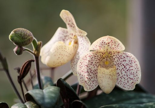 The Ultimate Guide to Lady Slipper Orchids