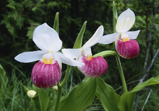 The Ultimate Guide to Lady Slipper Orchids