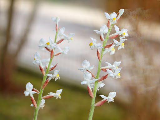 The Ultimate Guide to the Jewel Orchid