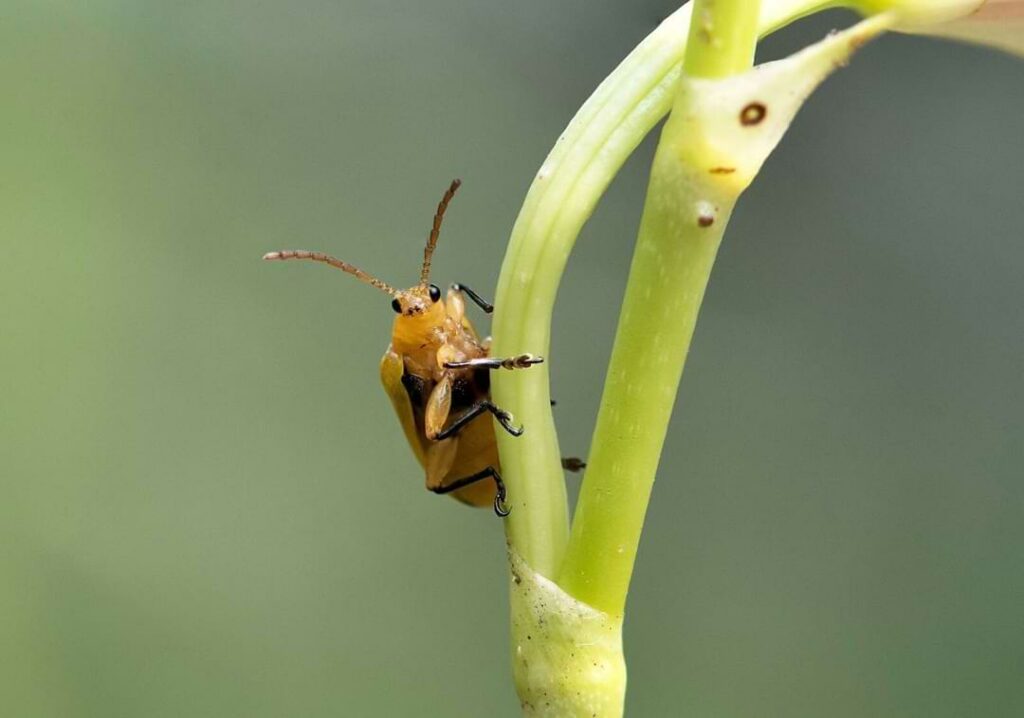 Orchid Pests and Prevent