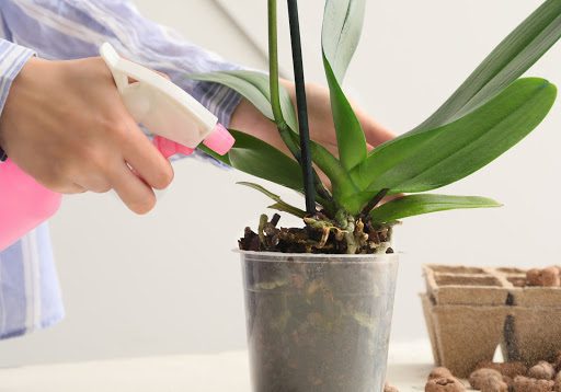 How to Prune Your Orchid in 5 Easy Steps
