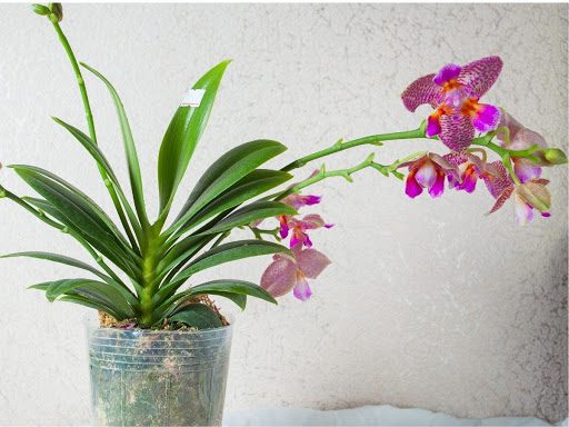 TIP: Stabilizing top heavy orchids while complementing their beautiful  blooms! - Orchid Board - Most Complete Orchid Forum on the web !