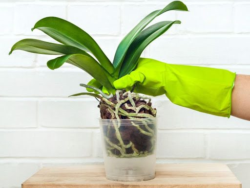 Is the wrong soil be killing your orchids? Learn what makes the best orchid soil for the perfect growing environment to keep plants happy & healthy.